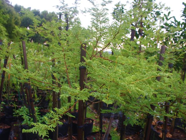 Acacia grandicornuta (1)